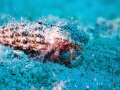 Rocky shore Hermit Crab Pagurus anachoretus Rocky shore Hermit Crab Pagurus anachoretus