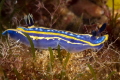 Usually found on sea grass around 20 meters deep this Hypselodoris wanted to be photographed by me. He posed and moved slowly. Perfect for focusing Hypselodoris tricolor_2022
Canon100 1/200 f20 iso200 Usually found on sea grass around 20 meters deep this Hypselodoris wanted to be photographed by me. He posed and moved slowly. Perfect for focusing Hypselodoris tricolor_2022
Canon100 1/200 f20 iso200