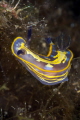A close up look at delicate colors of this Felimare fontandraui nudi just photographed in Sicily_2022.
Canon100 1/250 f20 iso200 A close up look at delicate colors of this Felimare fontandraui nudi just photographed in Sicily_2022.
Canon100 1/250 f20 iso200