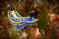 Tricolor nudibranch a frequent subject in the latter period.Easy to photograph for its bright colors.Others will probably follow La Formica_2022.
Canon100 1/250 f16 iso200 Tricolor nudibranch a frequent subject in the latter period.Easy to photograph for its bright colors.Others will probably follow La Formica_2022.
Canon100 1/250 f16 iso200
