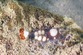 The one with brains is a female shrimp The one with brains is a female shrimp