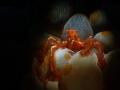 Achaeus japonicus Achaeus japonicus