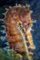Seahorse Portrait Seahorse Portrait