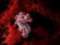 Hippocampus bargibanti Hippocampus bargibanti