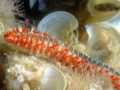 Fire Worm on Island Mljet Fire Worm on Island Mljet