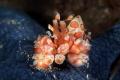 Harlequin Harlequin