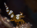 a shrimp from Hurghada Egypt. Olympus EM1 Mark2 60 mm Nauticam Housing. a shrimp from Hurghada Egypt. Olympus EM1 Mark2 60 mm Nauticam Housing.