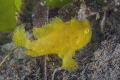 The angling Frogfish