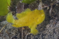The angling Frogfish The angling Frogfish