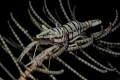 Crinoid shrmp Crinoid shrmp