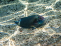Starfish Starfish