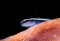 Neon goby fish with Marelux SOFT