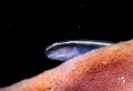 Neon goby fish with Marelux SOFT Neon goby fish with Marelux SOFT