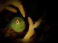 Paragobiodon xanthosoma Paragobiodon xanthosoma