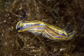 Sinuous movement of a beautiful Felimare nudibranch_2022
 Canon100 1/250 f22 iso200 