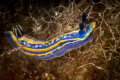 One of my favorites in the Mediterranean for the beautiful blue of its coat is Hypselodoris tricolor nudi. This one with yellow back_2022 Canon100 1/200 f20 iso200 One of my favorites in the Mediterranean for the beautiful blue of its coat is Hypselodoris tricolor nudi. This one with yellow back_2022 Canon100 1/200 f20 iso200