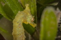 Camel seahorse hiding in seagrass of Pomene lagoon Camel seahorse hiding in seagrass of Pomene lagoon