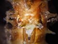 Seahorse Seahorse