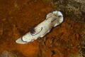 Polka dot Beauty

Polka dot chromodorid on an artificial reef consisting of a rusty Landrover in the Pomene estuary