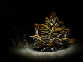 Cyerce Nigra Cyerce Nigra
