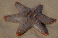 Finding a treasure on the beach Finding a treasure on the beach