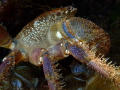 Colourful crab hiding from me Colourful crab hiding from me
