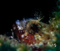 Blenny with Marelux SOFT