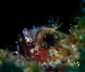 Blenny with Marelux SOFT Blenny with Marelux SOFT