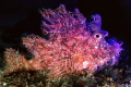 Rhinopias frondosa Rhinopias frondosa