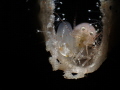 Synalpheus sp. Synalpheus sp.