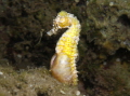 Pregnant sea horse giving birth   Hippocampus fuscus 
Fig Tree Bay  Cyprus. Panasonic LX100 II