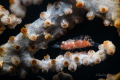 Gorgonian shrimp