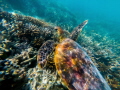 I followed this juvenile green turtle while snorkelling at Heron Island, on the Great Barrier Reef in Queensland, and managed to get this shot.