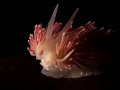 Caronella pellucida is a beautiful nudibranch common to the West Coast of Scotland, lighting with a snoot adds additional drama to the portrait