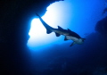 Cathedral diving at the Aliwal Shoal, South Africa. Using ambient lighting above dark caves to capture this image.