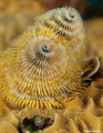 Christmas Tree Worm with a Little fish at base