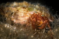Hermit crab peering out the door_2022
Canon100 1/250 f14 iso125 Hermit crab peering out the door_2022
Canon100 1/250 f14 iso125