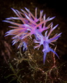 Close up of Flabellina affinis nudibranch_2022
Canon100 1/250 f25 iso400 Close up of Flabellina affinis nudibranch_2022
Canon100 1/250 f25 iso400