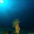 a shore dive ..lovely Spirographis Spallanzani