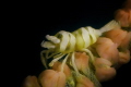 Tiny whip coral shrimp