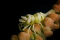 Tiny whip coral shrimp Tiny whip coral shrimp