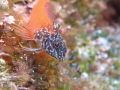 cute red triplefin blenny cute red triplefin blenny