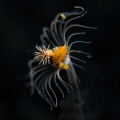 Amphipods on a coral flower