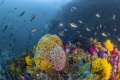 The prolific marine life of Whittle Rock The prolific marine life of Whittle Rock