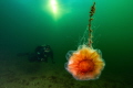 A lions mane jelly is drifting trough the narrowest strait in the Oslo Fjord
