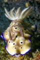 Hypselodoris tryoni Hypselodoris tryoni
