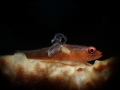 Pleurosicya mossambica Pleurosicya mossambica
