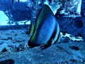Batfish Myliobatis californicus Batfish Myliobatis californicus