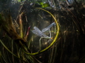 Red eyed damselflies. A very rare moment the damselflies are putting their eggs under water. Normally only the female is doing it but this time also the male was under water. The silver color is due to air that is trapped on the body of the damsels Red eyed damselflies. A very rare moment the damselflies are putting their eggs under water. Normally only the female is doing it but this time also the male was under water. The silver color is due to air that is trapped on the body of the damsels