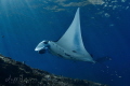 Manta Ray at Nusa Penida